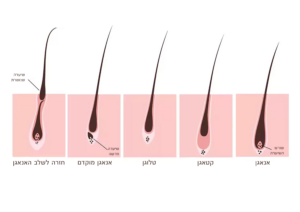 שלבי צמיחת השיער